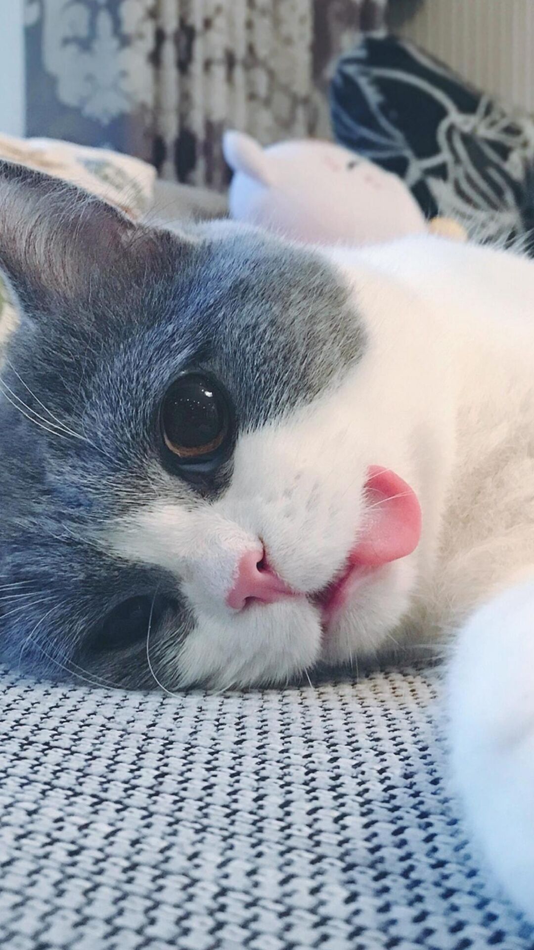 萌猫